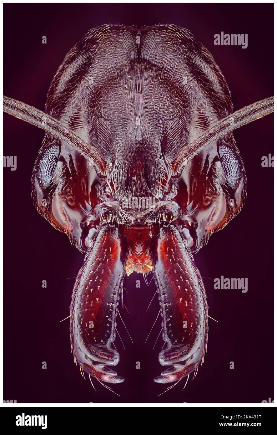 Head Detail of Trap Jaw Ant Odontomachus SP, Arthropoda Phylum, Ponerinae Subfamily, 10X magnification Macro Front view Stock Photo