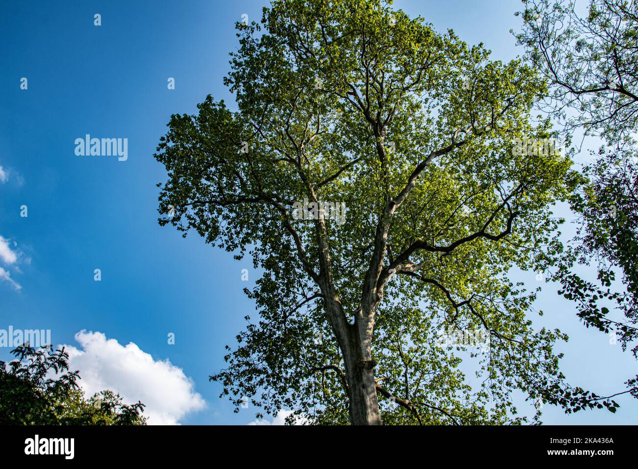 A low angle shot of a big green leaved tree against blue sky in bright ...
