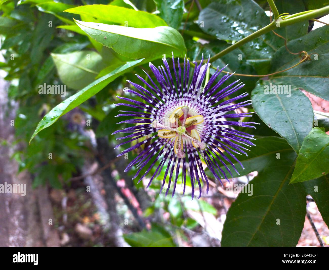 Beautiful flower with medicinal value Stock Photo Alamy