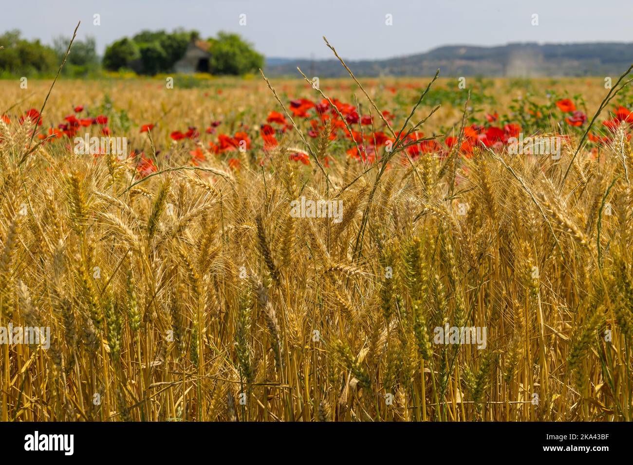 A wheat and poppy field in the sun Stock Photo - Alamy
