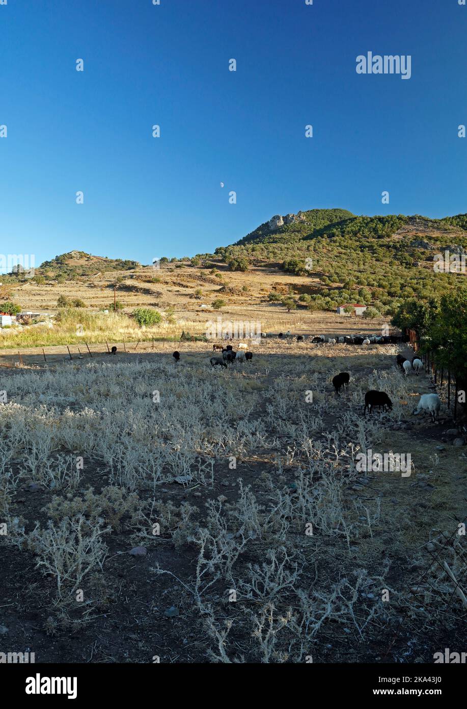 Lesbos views, October 2022. early autumn. cym Stock Photo