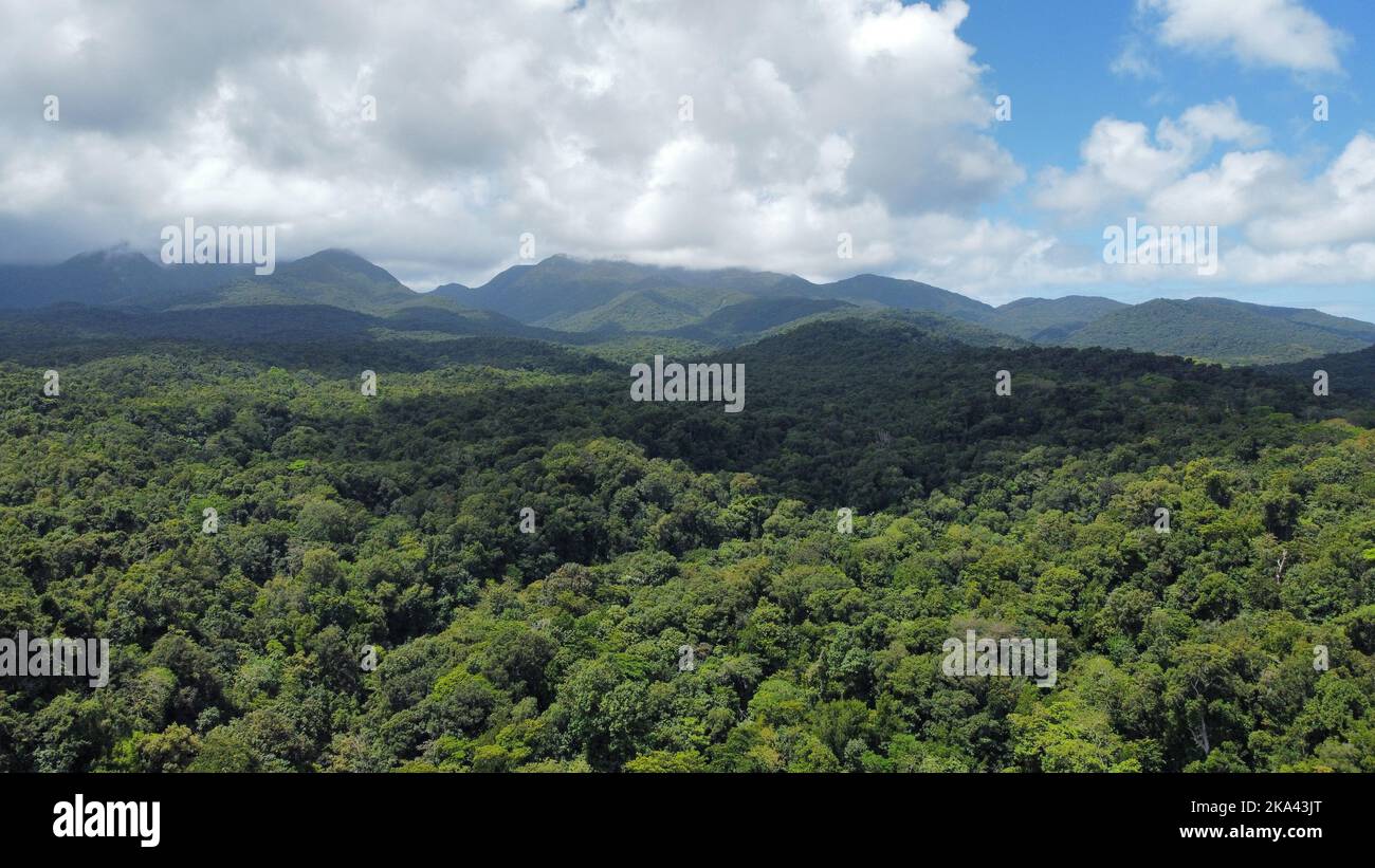 An aerial view to a green forest on a sunny day Stock Photo - Alamy