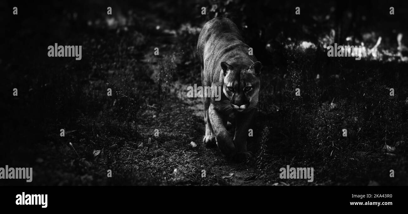 Beautiful Canadian Puma in dark forest. Wildlife America. American big cat cougar - mountain lion. Wild big cat walks in the forest, scene in the Stock Photo