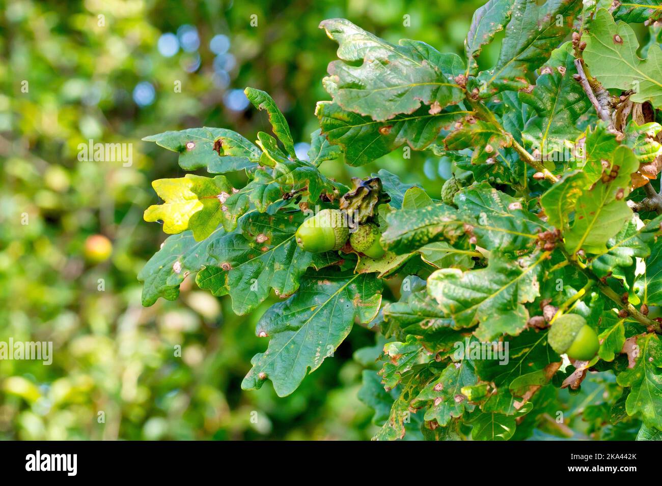 Close up of acorns hanging amongst the leaves of an oak tree, including one deformed by the Knopper Oak Gall Wasp (andricus quercuscalicis). Stock Photo