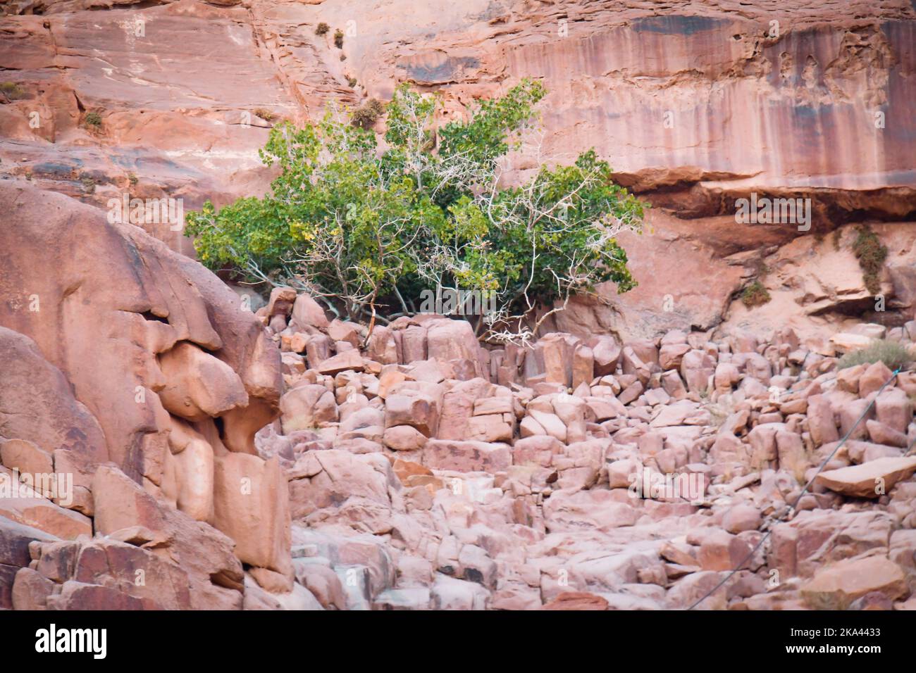 Lawrence spring in wadi rum nature reserve, Jordan. Famous travel