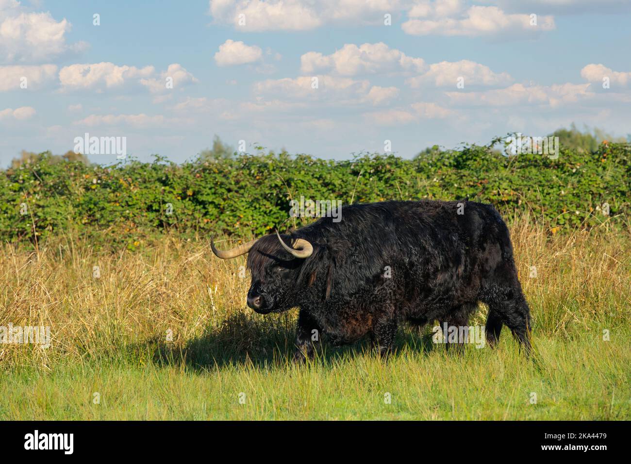 Landscape with a grazing black Scottish Highlander bull with fully grown horns in the Zaans Rietveld nature reserve in the Dutch municipality of Alphe Stock Photo
