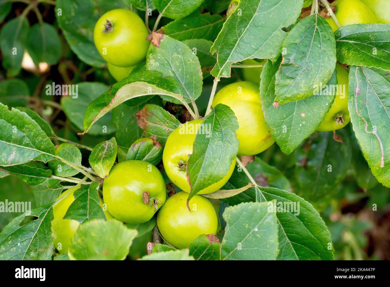 Crab Apple (malus sylvestris), close up of a cluster of fruits or apples ripening amongst the leaves on a tree. Stock Photo