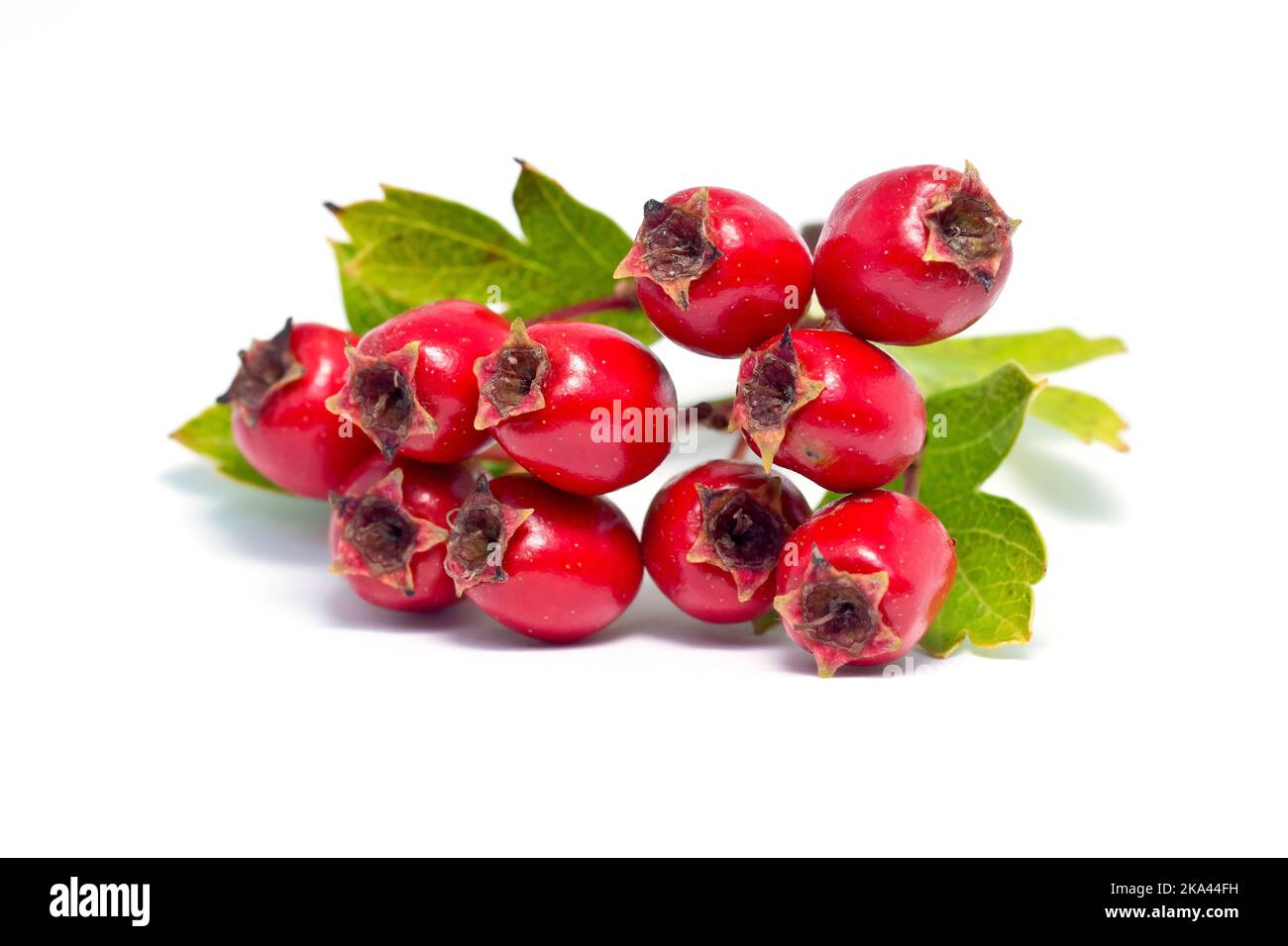 Hawthorn, Whitethorn or May Tree (crataegus monogyna), close up of the red berries or haws produced by the tree, isolated against a white background. Stock Photo