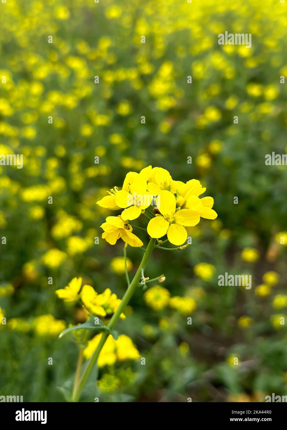 Mustard Green Manures are being used to improve soil quality, control
