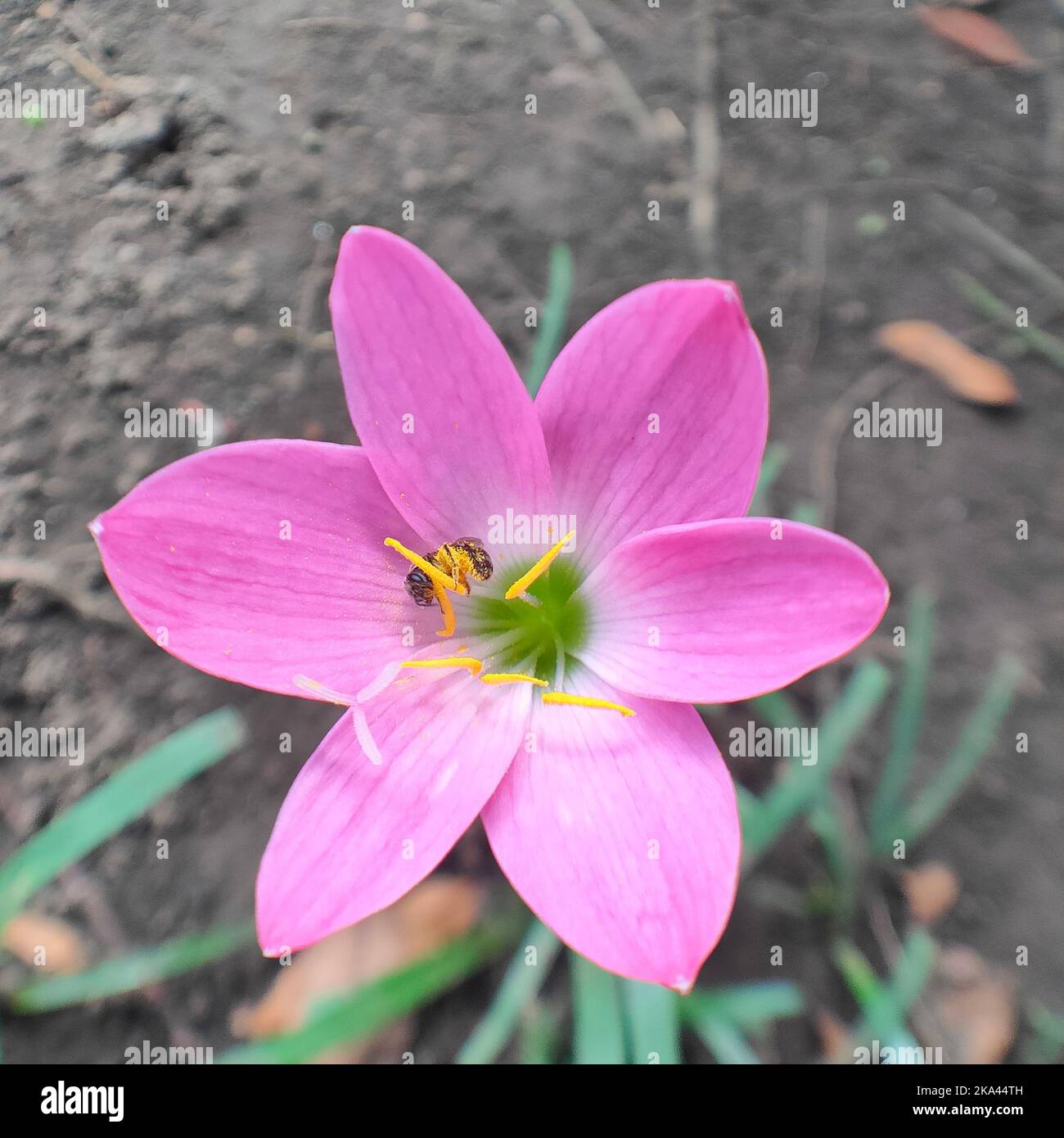 A beautiful pink rain Lilly with the scientific name Zephyranthes Minuta or Zephyrantes Grandiflora Stock Photo