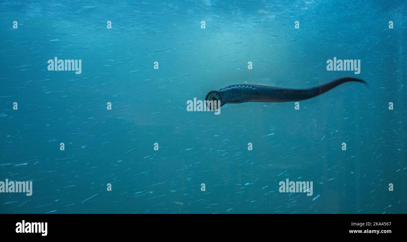 An underwater view of the Fish ladder  in the Bonneville Dam.  A Lamprey is clinging to the window. Stock Photo