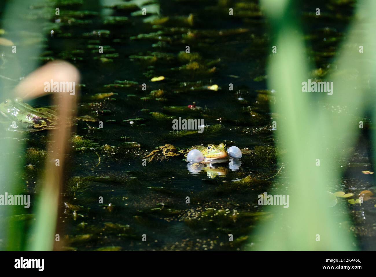 Close-up of a croacing common water frog or Green, Lake or Pool Frog, Pelophylax esculentus. Swimming in water with aquatic plants. Amersfoort, the Stock Photo