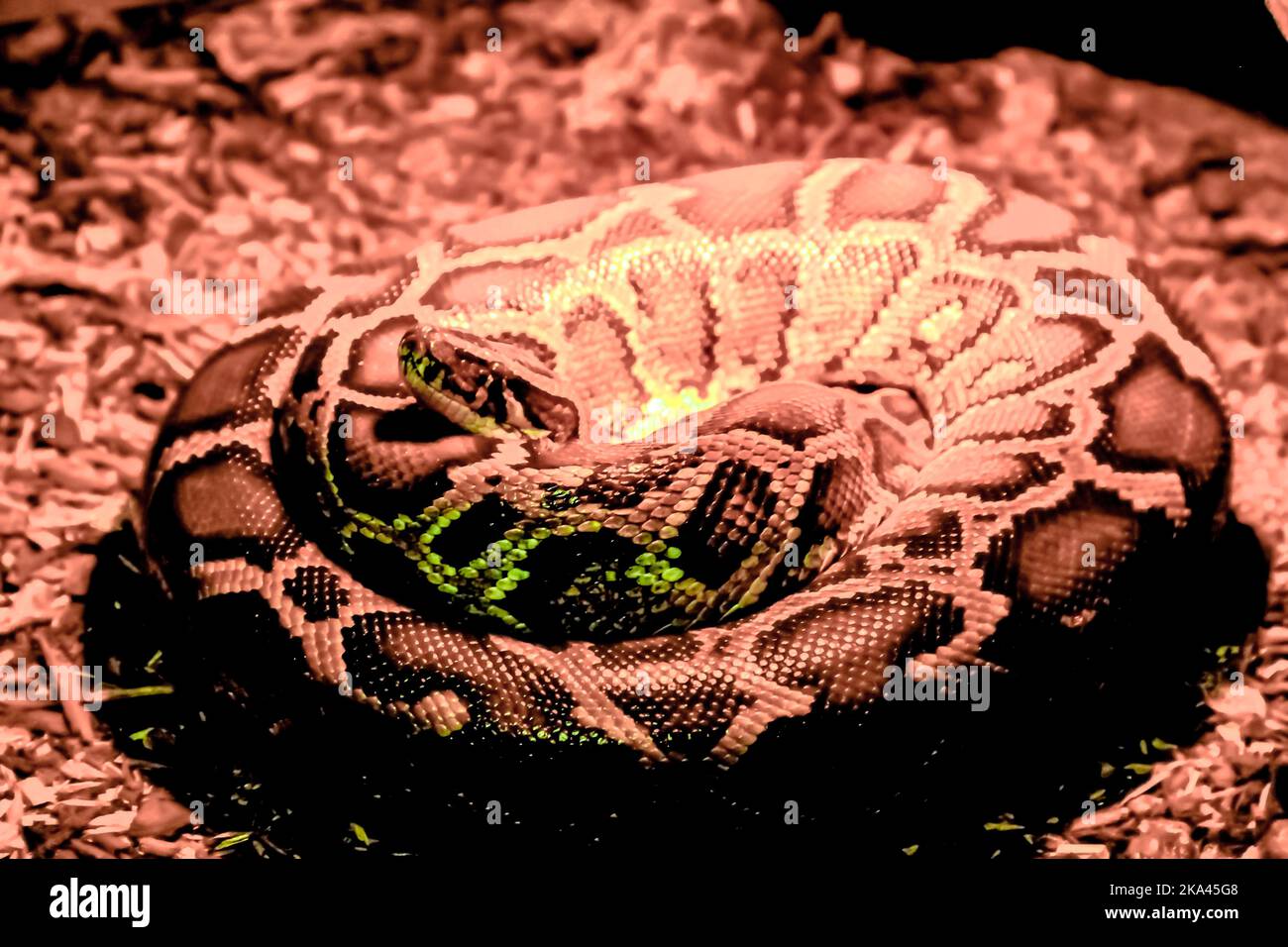 Snake rests under heat lamp Stock Photo Alamy
