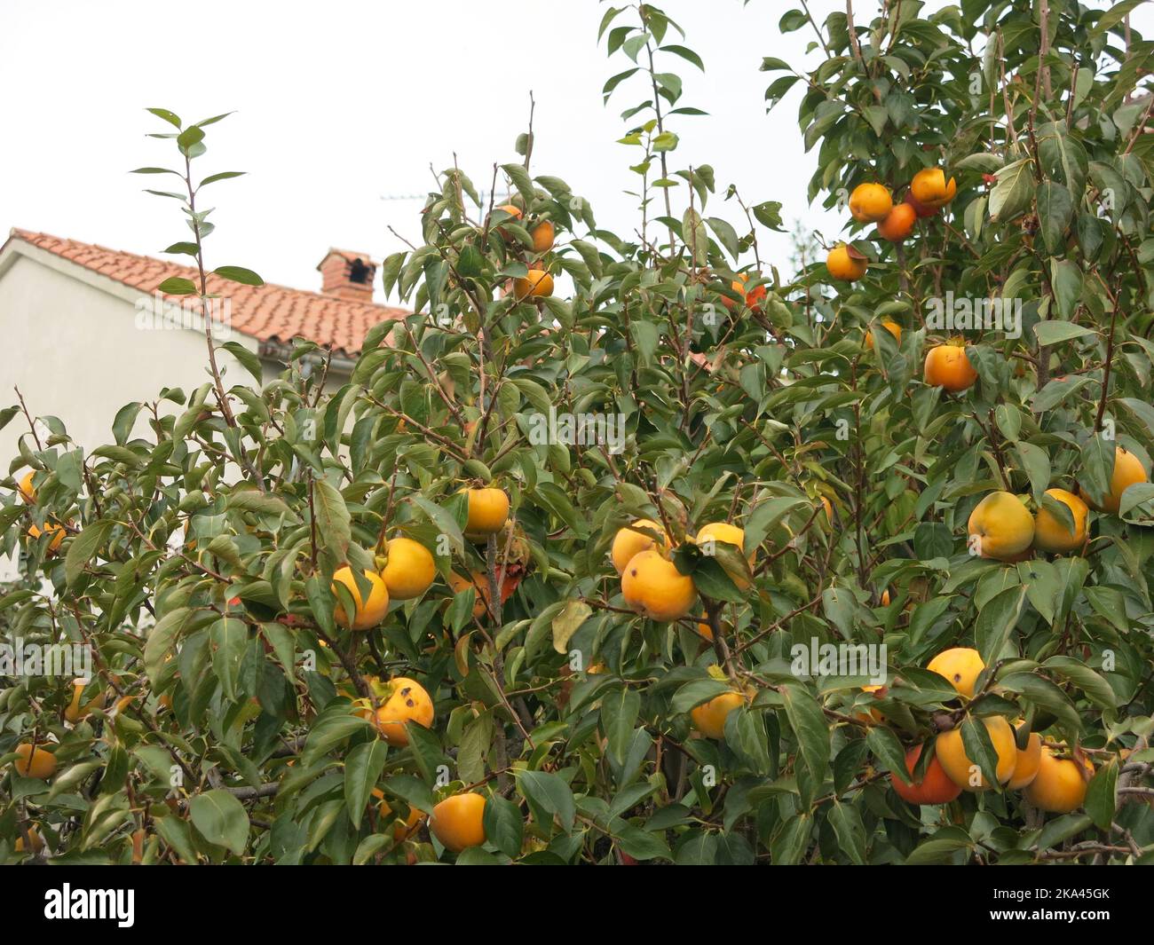 the-fruit-tree-oriental-persimmon-diospyros-kaki-laden-with-its