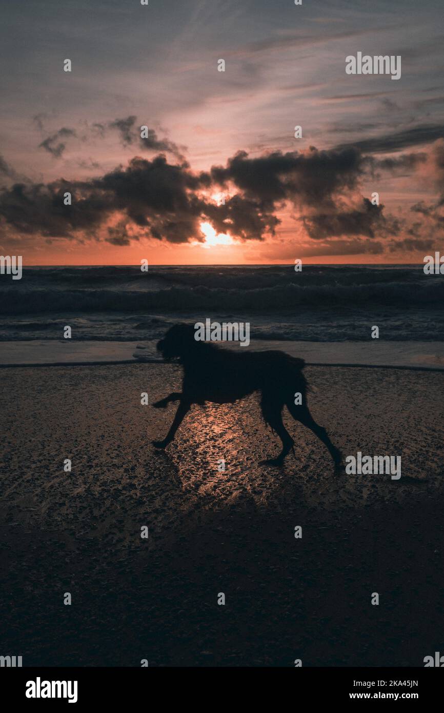 An adorable wet Labradoodle running and playing on the beach on a beautiful sunset sky background Stock Photo