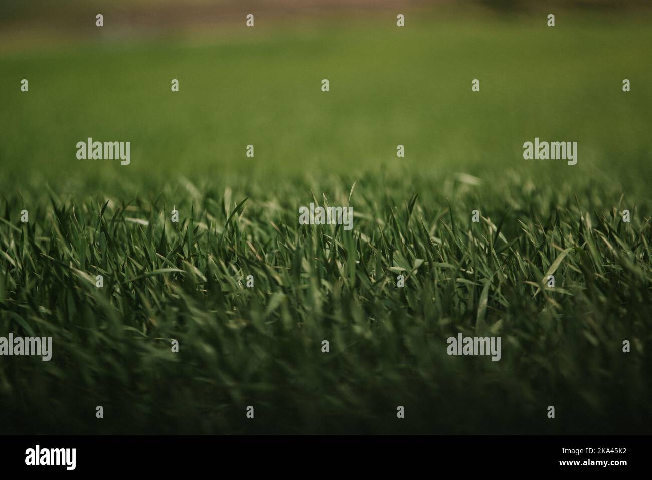 A closeup shot of green grass, perfect for backgrounds Stock Photo - Alamy