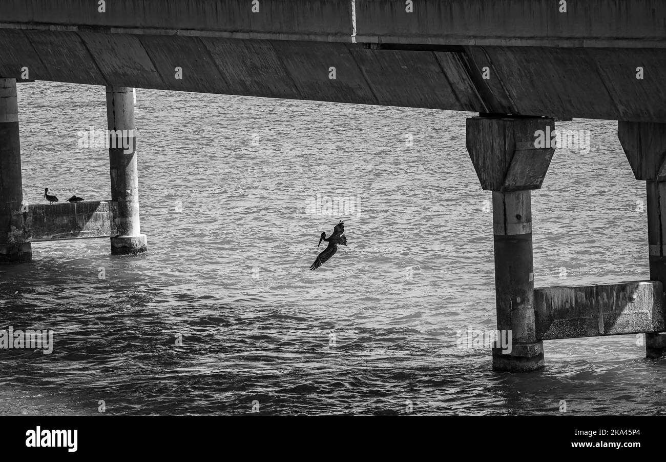Pelicans are symbol of sunny Florida flying over the water looking for