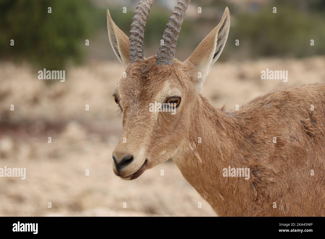 Nubian ibex baby hi-res stock photography and images - Alamy