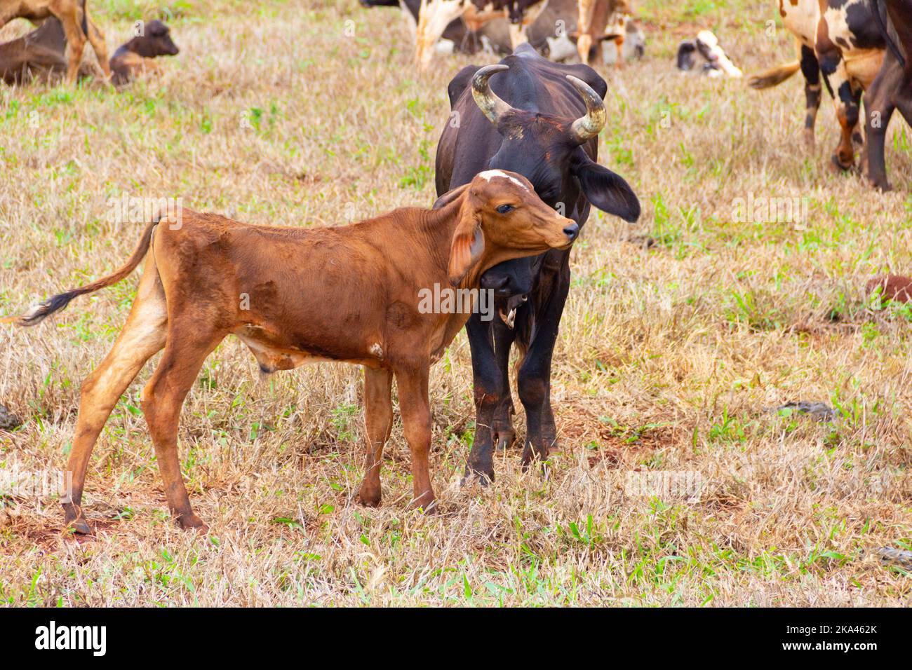 Goiânia, Goias, Brazil – October 30, 2022: A black cow, along with her brown calf, in the pasture with other animals in the background. Stock Photo