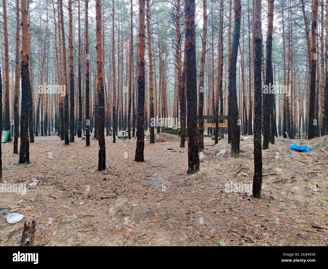 KHARKIV REGION, UKRAINE - OCTOBER 26, 2022 - The fire-stricken trees are pictured in a forest near Izium after the area was liberated from Russian inv Stock Photo