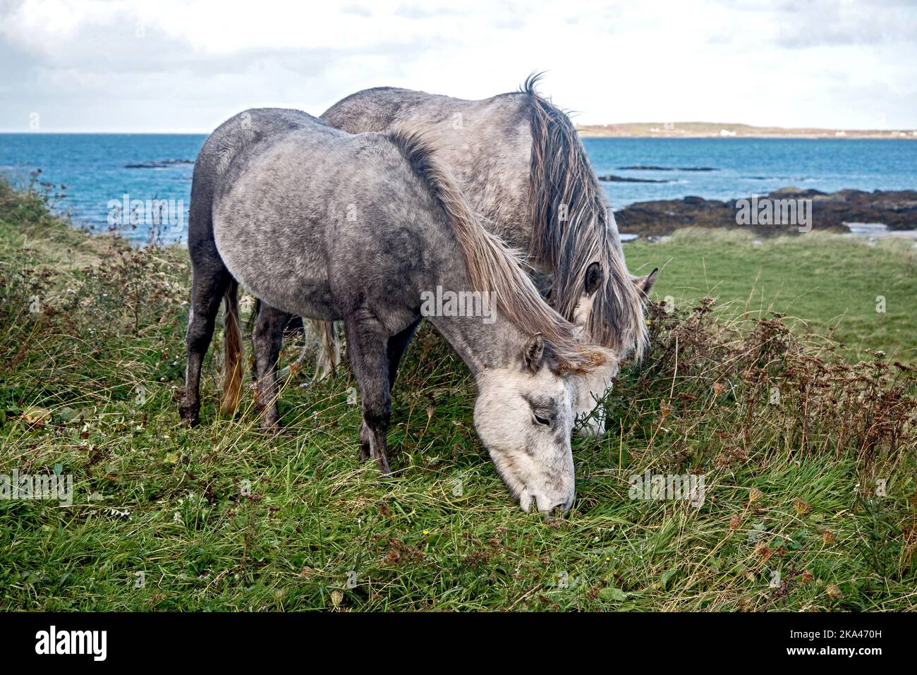 Eriskay ponies grazing and roaming wild on the island of Eriskay in the Outer Hebrides, Scotland, UK. Stock Photo