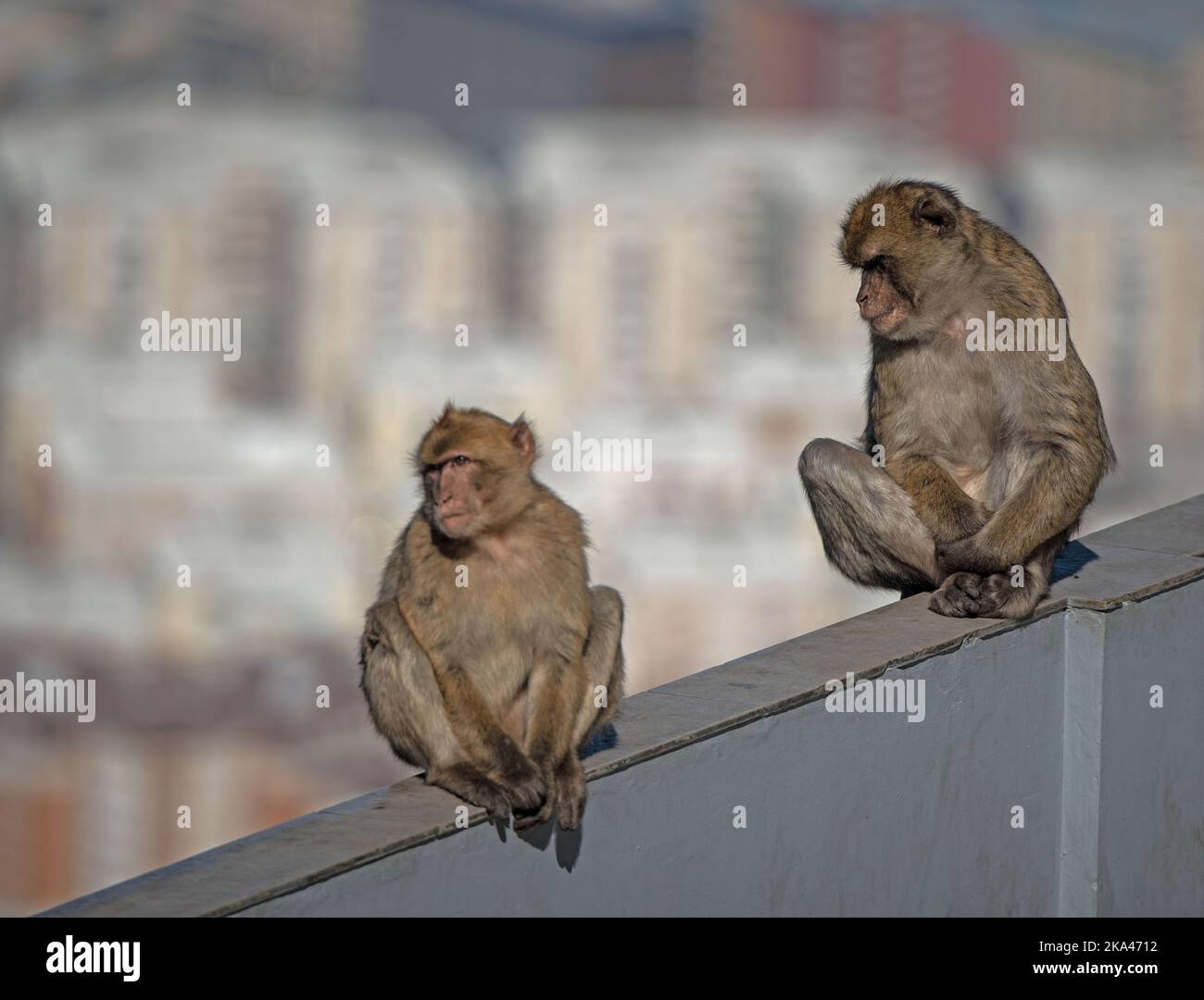 Monkeys perched up high on the rock of Gibraltar Stock Photo