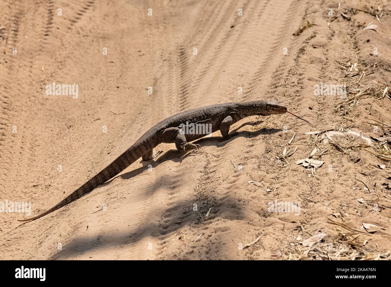 Bengal monitor, Varanus bengalensis, lizard walking in India Stock Photo Alamy