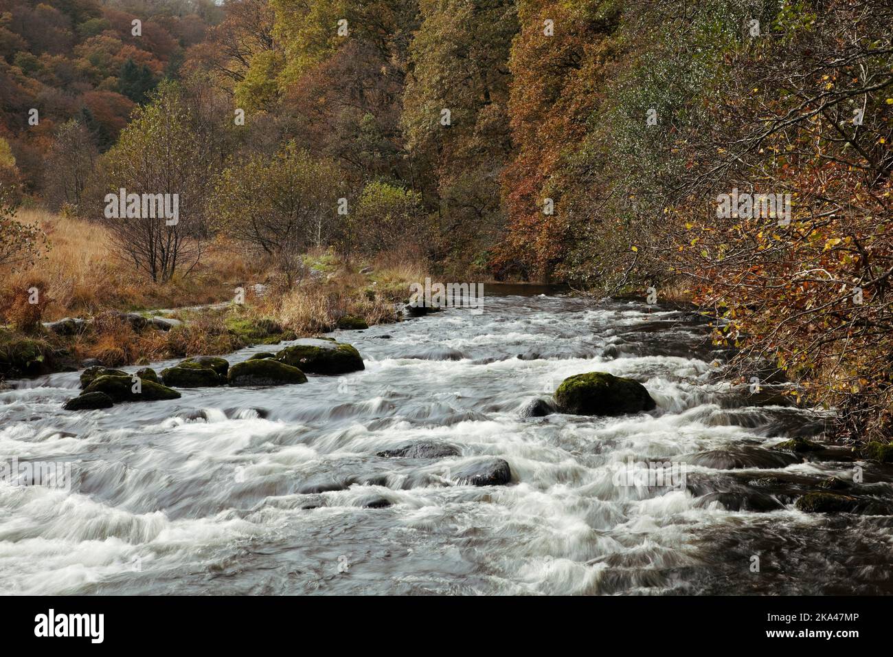 River Rothay flowing past Baneriggs Wood near Grasmere, in the Lake District, UK Stock Photo