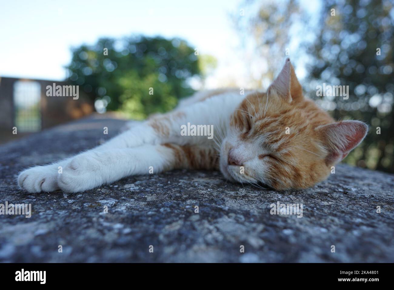 A beautiful cat sleeping on a rock in the daylight with tree in the