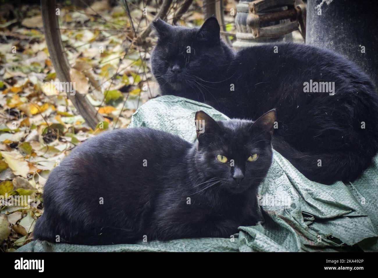 A closeup shot of the two black stray cats Stock Photo