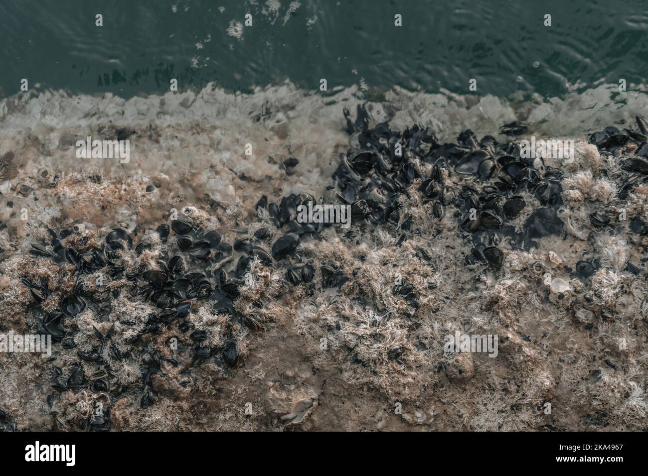Fresh barnacles at background hi-res stock photography and images - Alamy