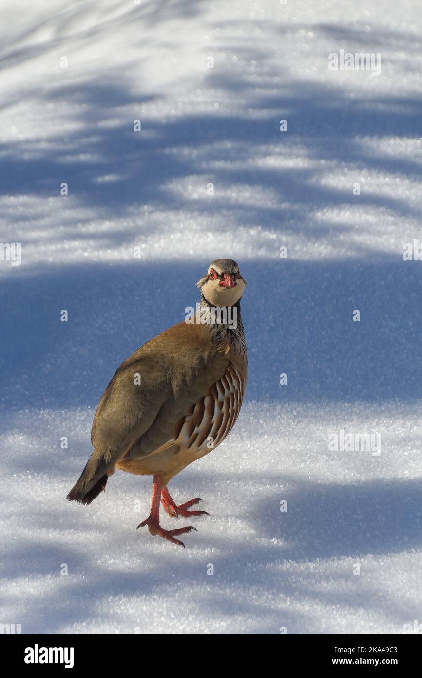 A partridge in a snowy field in Saint Gervais les Bains, France Stock Photo