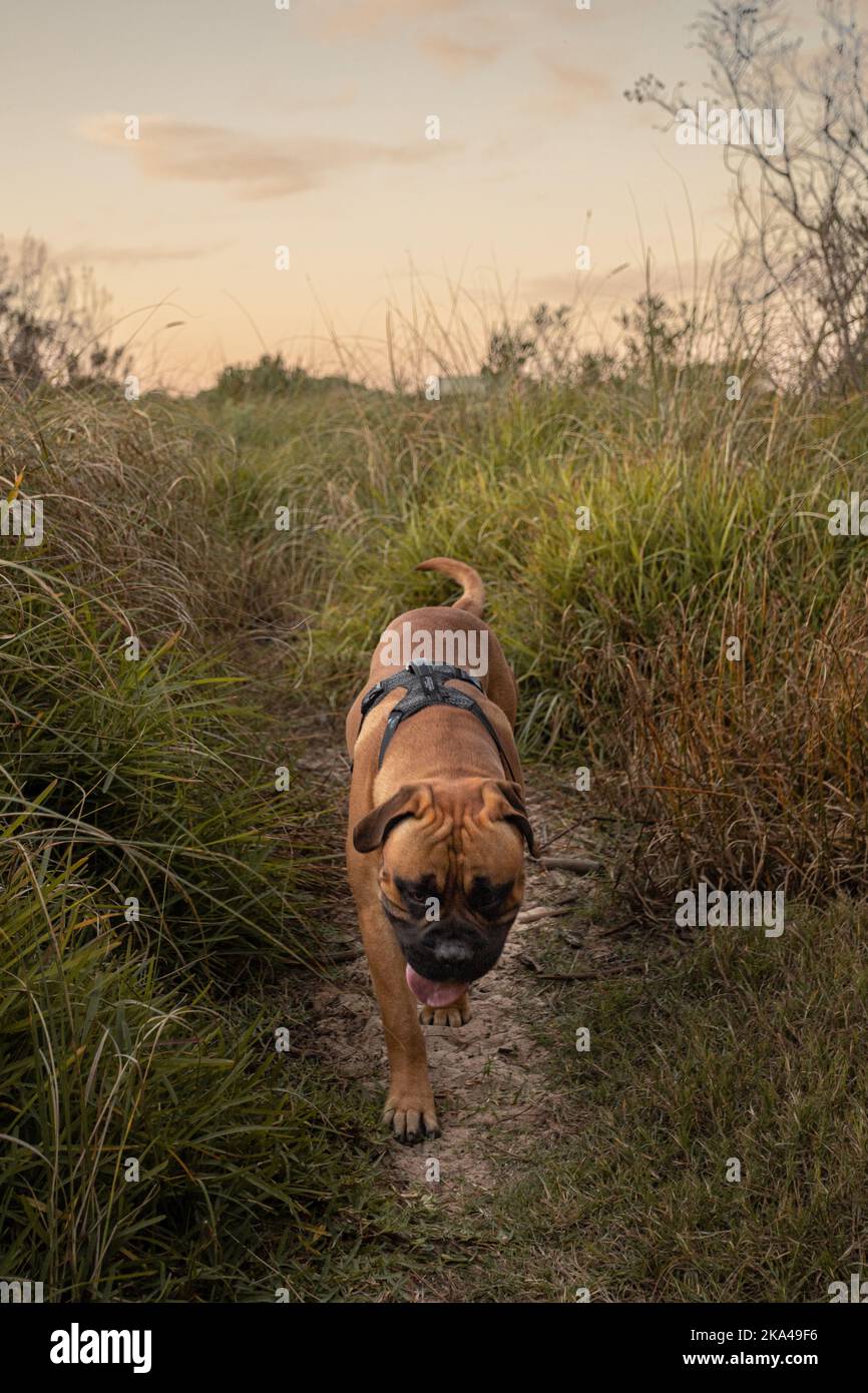 A vertical shot of a brown Ca de Bou dog (Majorcan Bulldog) walking on the grass in the field Stock Photo