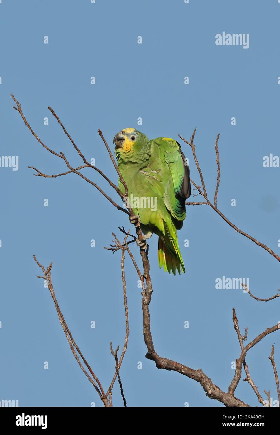 Turquoise-fronted Amazon (Amazona aestiva) perched in tree stretching  Pantanal, Brazil.                 July Stock Photo