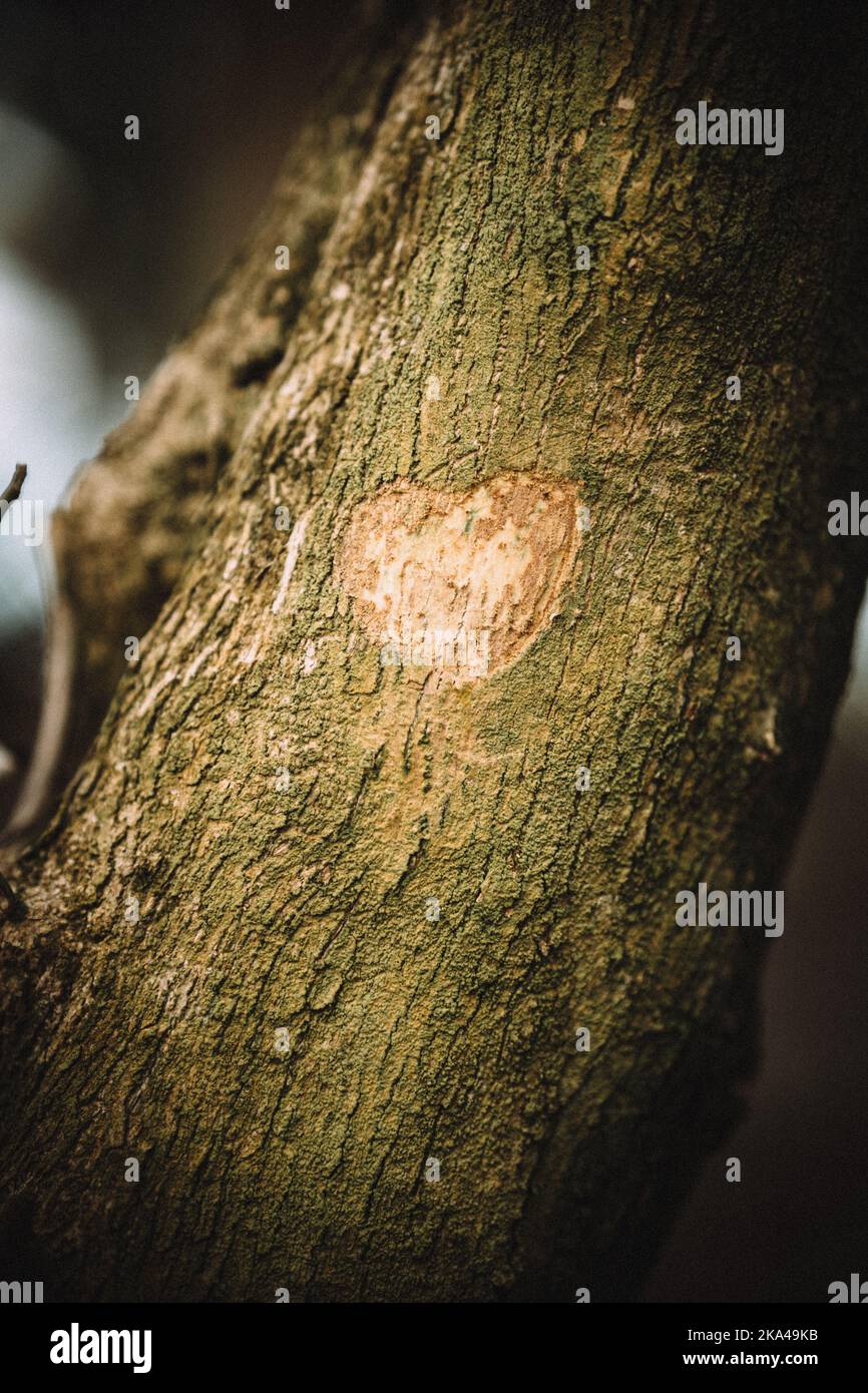 A closeup of a heart carved on a tree bark Stock Photo