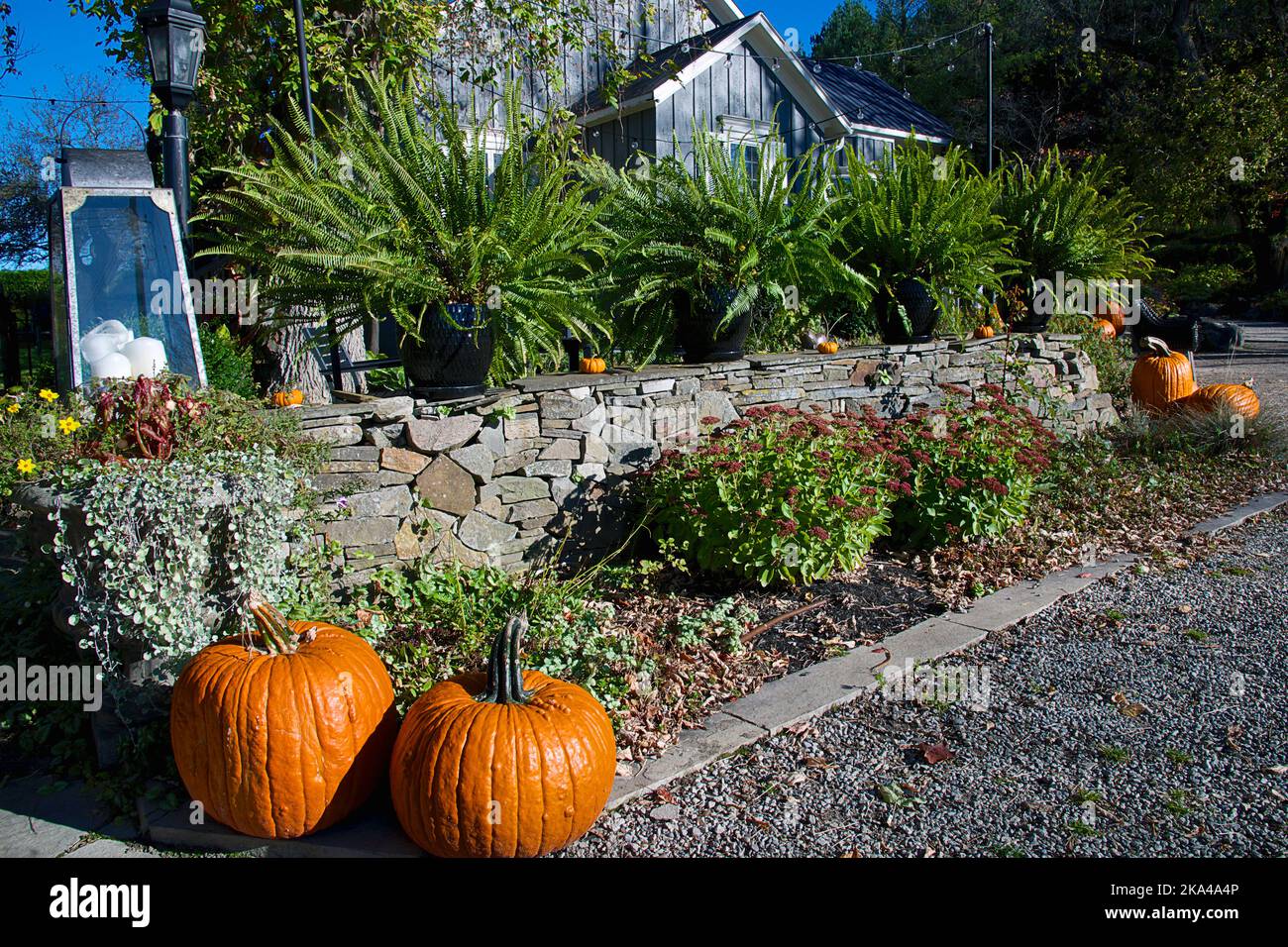 Halloween decoration with pumpkins on the house with a stone-material fence Stock Photo