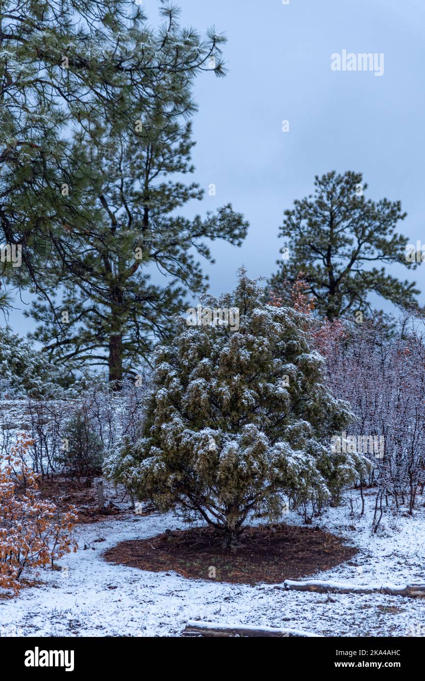 Cedar and pine trees covered with a light dusting of snow in Northern New Mexico. Stock Photo