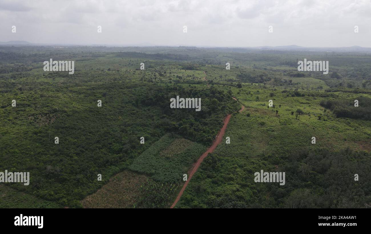 An aerial view of dense green trees under a cloudy sky Stock Photo - Alamy