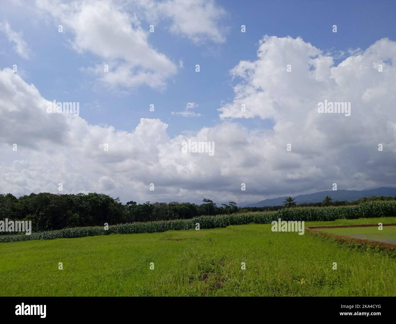 A beautiful view of green grass field with trees under a cloudy sky ...
