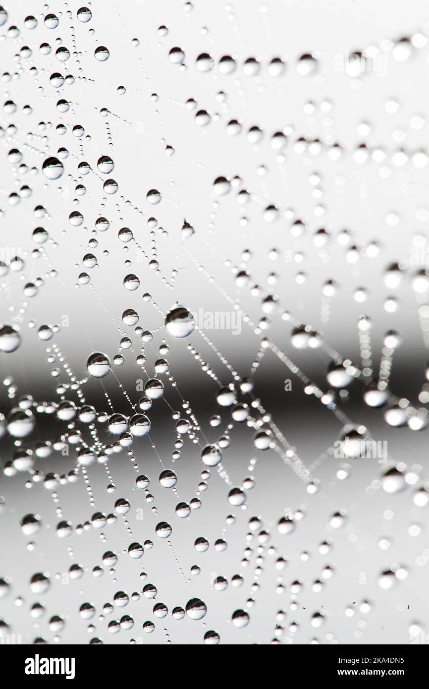 Water droplets on spider web, Spain. Stock Photo