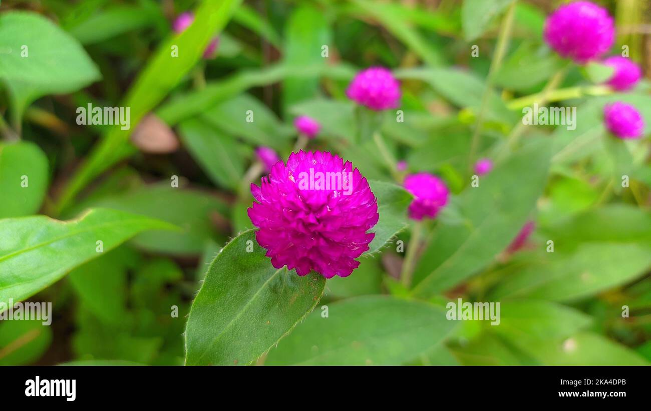 A closeup of purple Globe amaranth flowers with green leaves in the garden Stock Photo