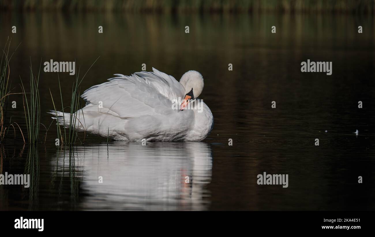 Ride a White Swan Stock Photo Alamy