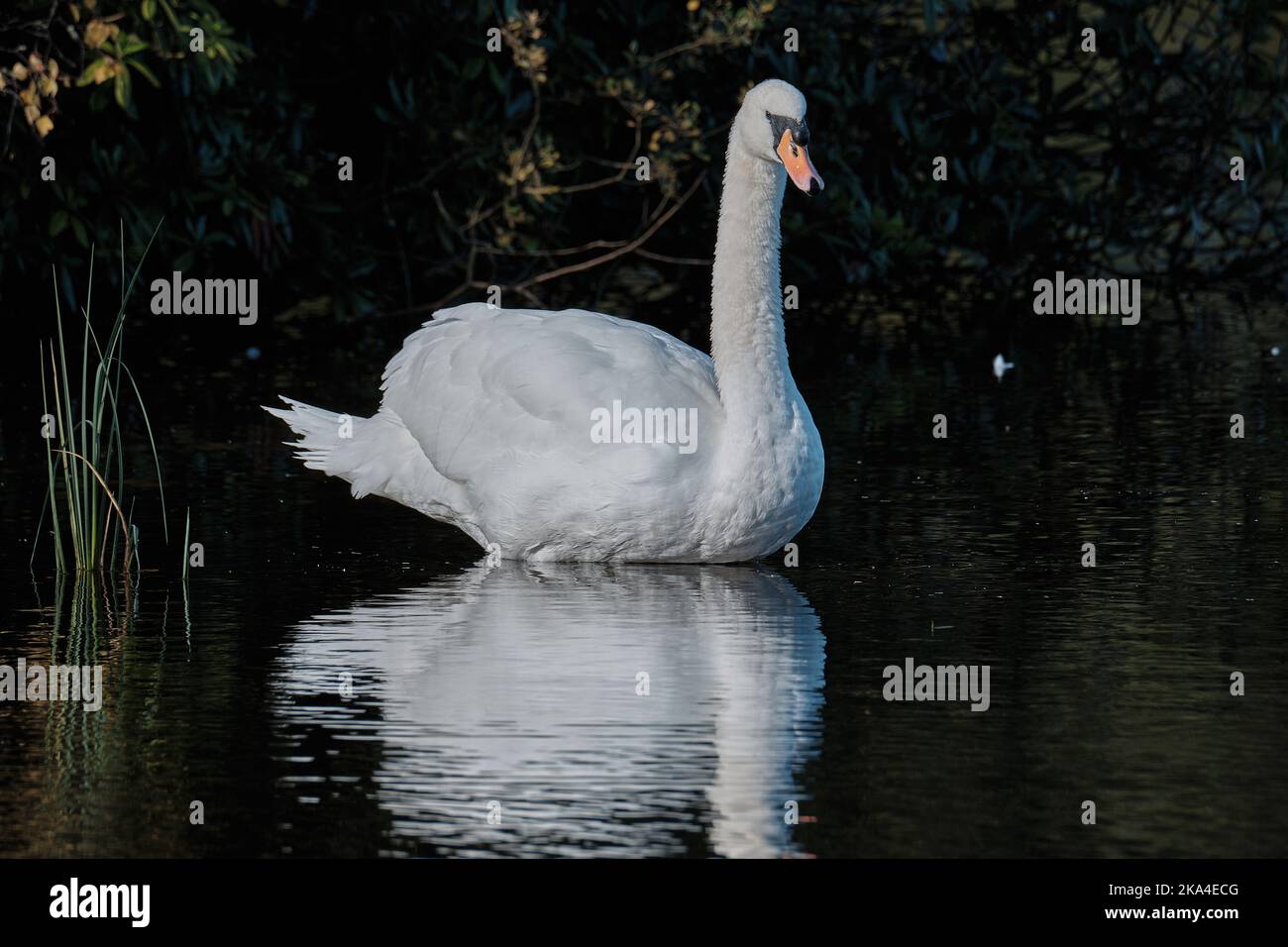 Ride a White Swan Stock Photo Alamy
