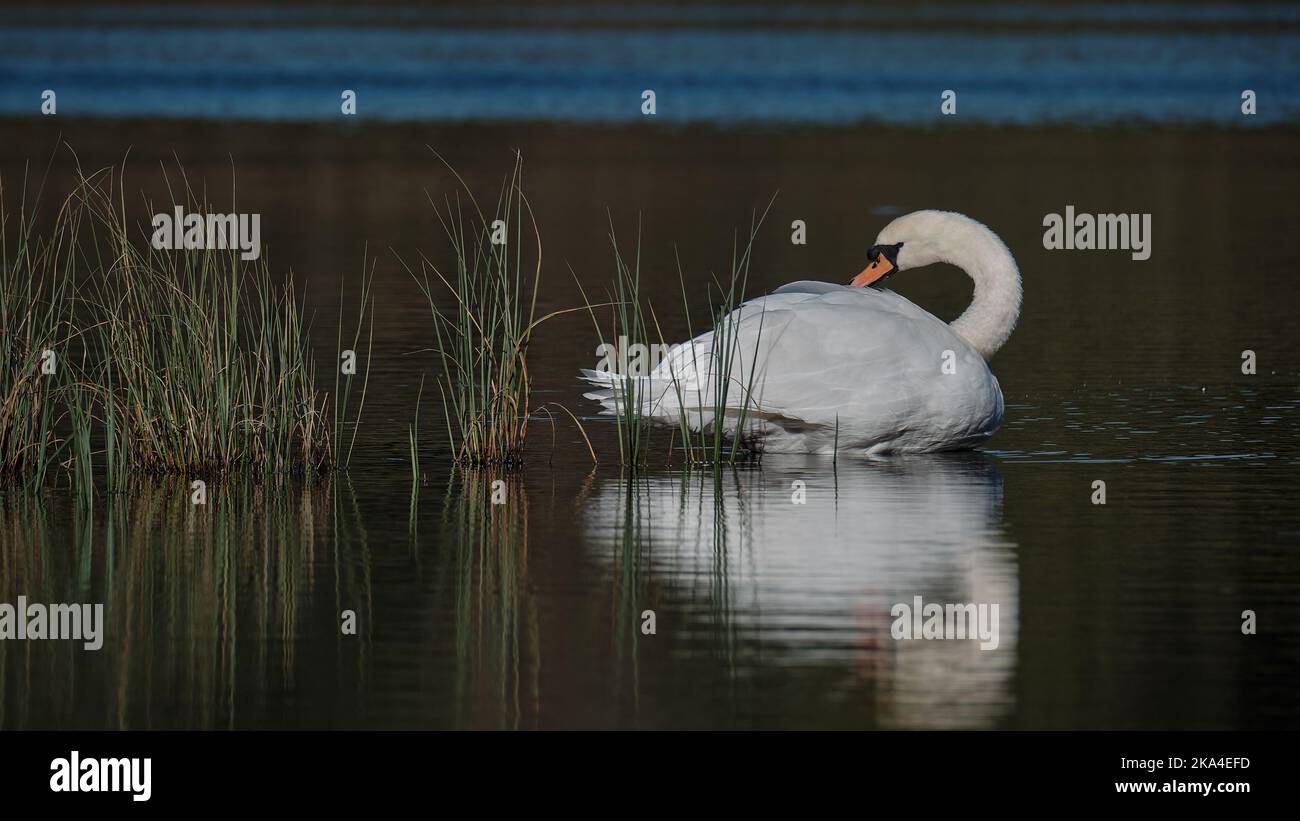 Ride a White Swan Stock Photo Alamy