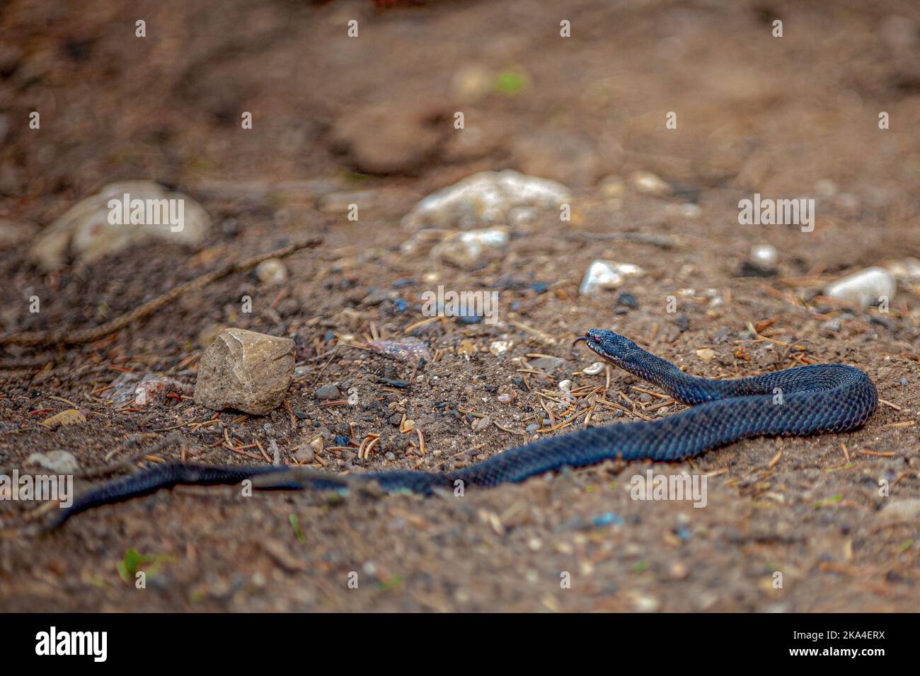 Ground snake python hi-res stock photography and images - Alamy