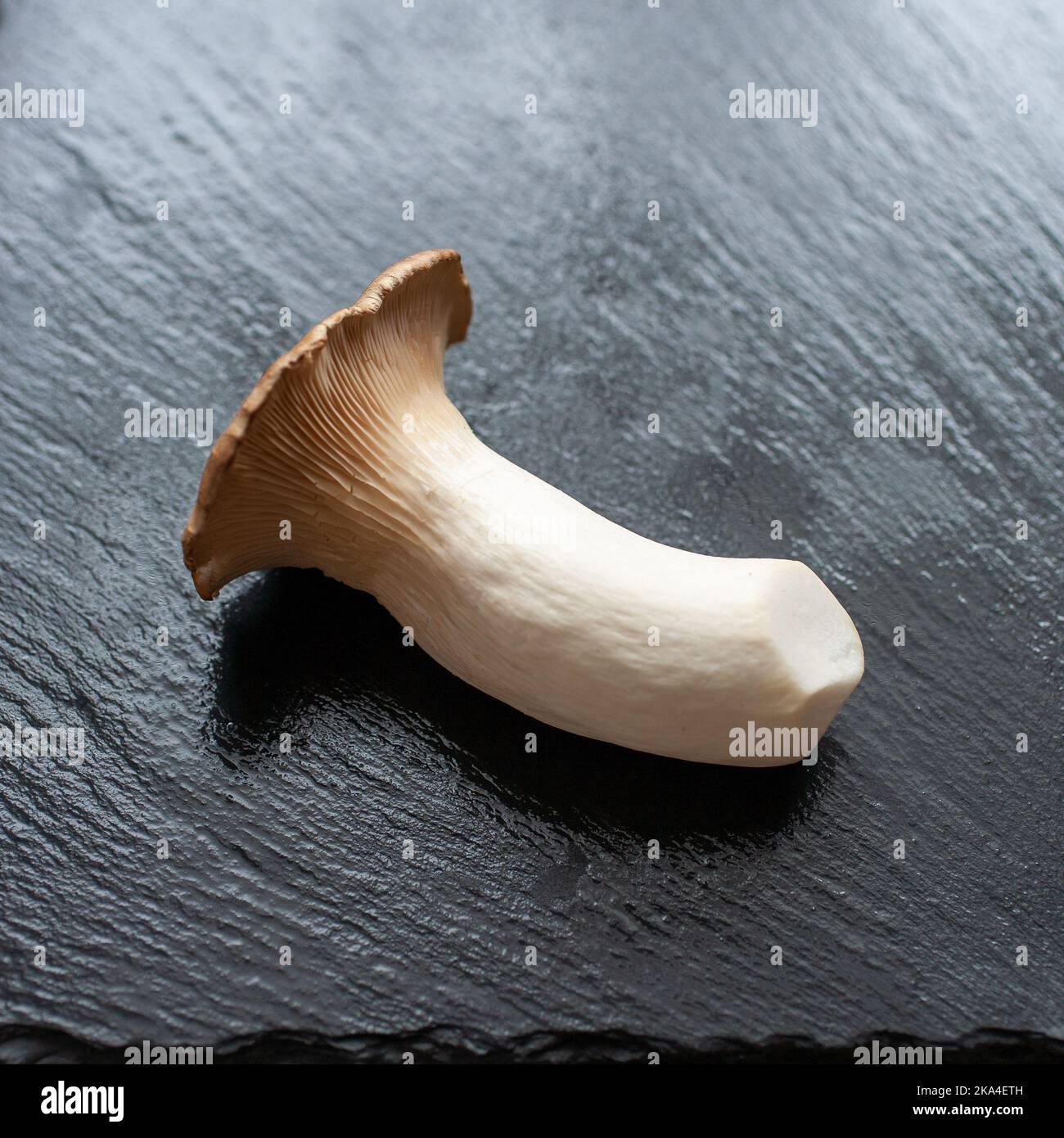 The king trumpets Mushroom Steppe Oyster Mushroom on the black