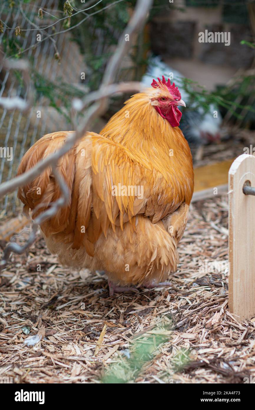 An Orpington rooster in a farm Stock Photo Alamy