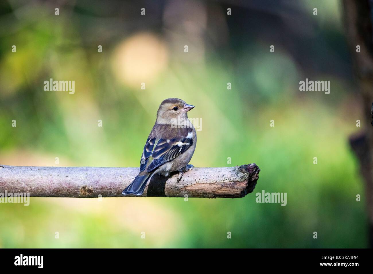 Common Chaffinch female Fringilla coelebs perching jauntily on a stick and displaying beautiful plumage markings against a diffuse background Stock Photo