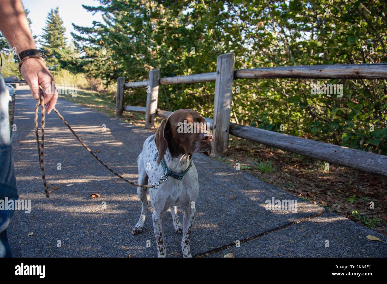 Cute female French Pointer dog out for a walk, with a brown head. Stock Photo