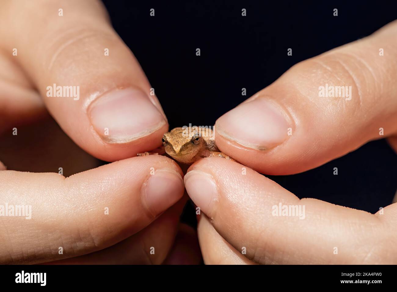 Young girl holding a tiny spring peeper frog between her fingers in Taylors Falls, Minnesota USA. Stock Photo